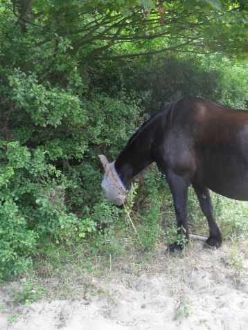 MASKERPAARD