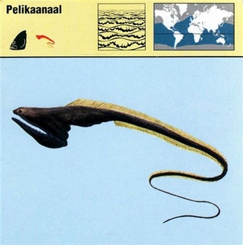 pelikaanaal