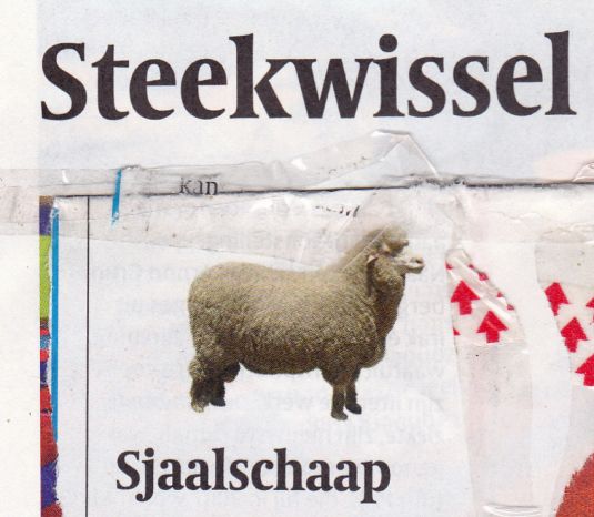 sjaalschaap_NEW